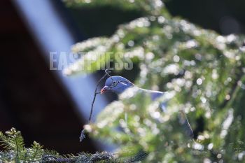 EA341490, Eastpress, Porvoo, Finland